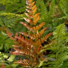Starter Plant Plug Dryopteris Erythrosora Autumn Fern Fern Family Showy Indoor Outdoor Garden Garden