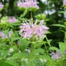 4" Pot Monarda Fistulosa Wild Bergamot Mint Family Ornamental Fragrant Indoor Outdoor Garden Gardeni