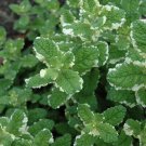 4" Pot Mentha Suaveolens Variegata Pineapple Mint Showy Fragrant Indoor Outdoor Garden Gardening