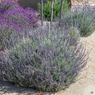 4" Pot Lavandula Ginginsii Goodwin Creek Gray Lavender Showy Fragrant Indoor Outdoor Garden Gardenin 4" Pot Lavandula Ginginsii Goodwin Creek Gray Lavender Showy Fragrant Indoor Outdoor Garden Gardenin