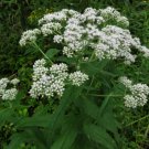 Starter Plant Plug Eupatorium Perfoliatum Common Boneset Live Plant Indoor Outdoor Garden Gardening