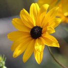 Starter Plant Plug Helianthus Angustifolius Swamp Sunflower Aster Family Indoor Outdoor Garden Garde