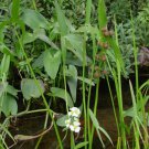 Bareroot Sagittaria Latifolia Arrowhead Live Plant Indoor Outdoor Garden Gardening Bareroot Sagittaria Latifolia Arrowhead Live Plant Indoor Outdoor Garden Gardening