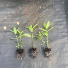 Starter Plant Plug Asclepias Syriaca Common Milkweed Live Plant Indoor Outdoor Garden Gardening Starter Plant Plug Asclepias Syriaca Common Milkweed Live Plant Indoor Outdoor Garden Gardening