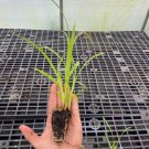 Starter Plant Plug Carex Lupulina Common Hop Sedge Sedge Family Indoor Outdoor Garden Gardening