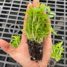 Starter Plant Plug Mimulus Ringens Monkey Flower Attracts Hummingbirds Indoor Outdoor Garden Gardeni