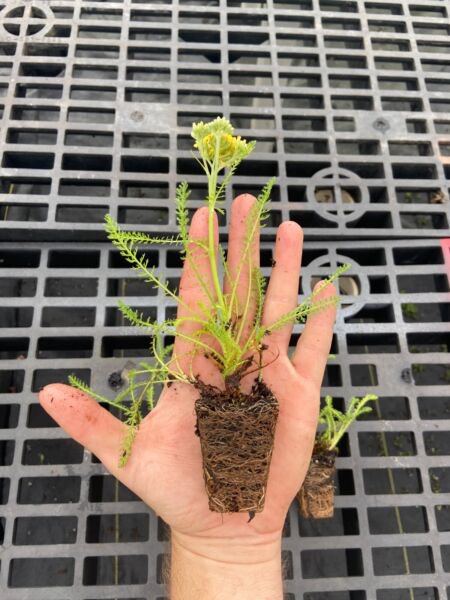 Starter Plant Plug Achillea Desert Eve Terracotta Yarrow Terracotta Indoor Outdoor Garden Gardening