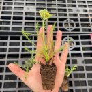 Starter Plant Plug Achillea Desert Eve Terracotta Yarrow Terracotta Indoor Outdoor Garden Gardening