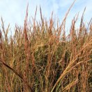 Starter Plant Plug Andropogon Virginicus Broom Sedge Grass Family Indoor Outdoor Garden Gardening