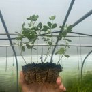 Starter Plant Plug Baptisia Australis Blue False Indigo Pea Family Showy Indoor Outdoor Garden Garde Starter Plant Plug Baptisia Australis Blue False Indigo Pea Family Showy Indoor Outdoor Garden Garde