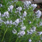 Starter Plant Plug Amsonia Hubrichtii Hubrichts Bluestar Dogbane Family Indoor Outdoor Garden Garden