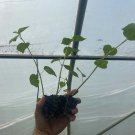 Starter Plant Plug Hibiscus Moschetos Swamp Rose Mallow Hardy Hibiscus Indoor Outdoor Garden Gardeni