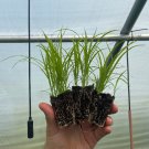 Starter Plant Plug Carex Vulpinoidea Fox Sedge Rain Garden Water Loving Indoor Outdoor Garden Garden Starter Plant Plug Carex Vulpinoidea Fox Sedge Rain Garden Water Loving Indoor Outdoor Garden Garden