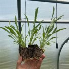 Starter Plant Plug Coreopsis Lanceolata Lanceleaf Tickseed Showy Indoor Outdoor Garden Gardening