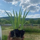 Starter Plant Plug Iris Versicolor Northern Blue Flag Wildflower Indoor Outdoor Garden Gardening Starter Plant Plug Iris Versicolor Northern Blue Flag Wildflower Indoor Outdoor Garden Gardening