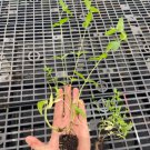Starter Plant Plug Pycnanthemum Muticum Short-Toothed Mountain Mint Indoor Outdoor Garden Gardening