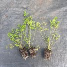 Starter Plant Plug Daucus Carota Queen Annes Lace Live Plant Indoor Outdoor Garden Gardening
