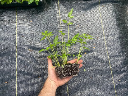 Starter Plant Plug Cicuta Maculata Spotted Water Hemlock Rare & Unique Indoor Outdoor Garden Gardeni