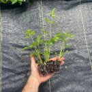 Starter Plant Plug Cicuta Maculata Spotted Water Hemlock Rare & Unique Indoor Outdoor Garden Gardeni