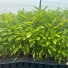 Starter Plant Plug Verbena Hastata Blue Vervain Wetland Plant Indoor Outdoor Garden Gardening Starter Plant Plug Verbena Hastata Blue Vervain Wetland Plant Indoor Outdoor Garden Gardening