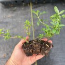 Starter Plant Plug Salvia Greggii Radio Red Autumn Sage Indoor Outdoor Garden Gardening