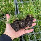 Starter Plant Plug Carex Pensylvanica Pennsylvania Sedge Indoor Outdoor Garden Gardening