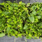 Starter Plant Plug Salvia Guaranitica Black And Blue Anise-Scented Sage Indoor Outdoor Garden Garden