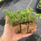 Starter Plant Plug Chelone Obliqua Tiny Tortuga Armitpp02 Pink Turtlehead Indoor Outdoor Garden Gard
