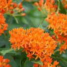 Starter Plug Asclepias Tuberosa Butterfly Weed Live Butterfly Garden Indoor Outdoor Garden Gardening