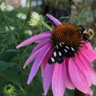Starter Plant Plug Echinacea Purpurea Purple Coneflower Wildflower Indoor Outdoor Garden Gardening