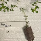 Starter Plant Plug Thymus Vulgaris French Thyme Live Plant Herb Indoor Outdoor Garden Gardening Starter Plant Plug Thymus Vulgaris French Thyme Live Plant Herb Indoor Outdoor Garden Gardening