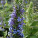 Starter Plant Plug Lobelia Siphilitica Great Blue Lobelia Live Indoor Outdoor Garden Gardening