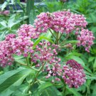 Starter Plant Plug Asclepias Incarnata Swamp Milkweed Live Plant Indoor Outdoor Garden Gardening