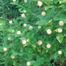 12" Lot Of 5 Buttonbush Cuttings Cephalanthus Occidentalis Indoor Outdoor Garden Gardening