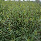 18" Lot Of 5 Purple-Osier Willow Cuttings Salix Purpurea Fresh Indoor Outdoor Garden Gardening