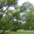 18" Lot Of 5 Black Willow Cuttings Salix Nigra Fresh Indoor Outdoor Garden Gardening