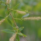 12" Lot Of 5 Black Willow Cuttings Salix Nigra Fresh Indoor Outdoor Garden Gardening
