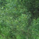 18" Lot Of 5 Silky Willow Cuttings Salix Sericea Cut Fresh Indoor Outdoor Garden Gardening