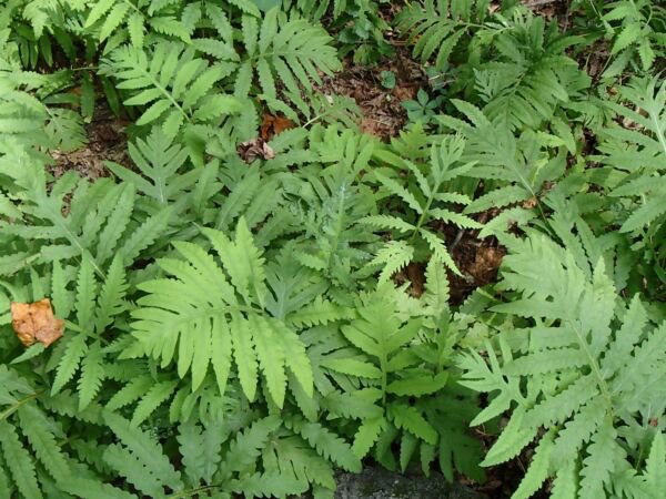 Bareroot Onoclea Sensibilis Sensitive Fern Live Plant Full Grown Indoor Outdoor Garden Gardening