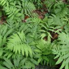 Bareroot Onoclea Sensibilis Sensitive Fern Live Plant Full Grown Indoor Outdoor Garden Gardening