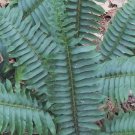 Bareroot Polystichum Acrostichoides Christmas Fern Live Plant Indoor Outdoor Garden Gardening