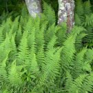 Bareroot Dennstaedtia Punctilobula Hayscented Fern Bracken Fern Family Indoor Outdoor Garden Gardeni