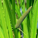 Bareroot Acorus Americanus Sweet Flag Plant Live Plant Uses Indoor Outdoor Garden Gardening