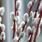 12" Lot Of 5 Pussy Willow Cuttings Salix Discolor Fresh Shrub Indoor Outdoor Garden Gardening