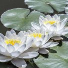 Tuber Nymphaea Odorata White Water Lily Live Plant Hardy Indoor Outdoor Garden Gardening Tuber Nymphaea Odorata White Water Lily Live Plant Hardy Indoor Outdoor Garden Gardening