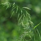 Bareroot Cinna Arundinacea Sweet Woodreed Live Plant Freshly Indoor Outdoor Garden Gardening