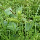 Bareroot Carex Lurida Shallow Sedge Wetland Restoration Live Plant Indoor Outdoor Garden Gardening