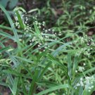 Bareroot Scirpus Polyphyllus Leafy Bulrush Wetland Restoration Fresh Indoor Outdoor Garden Gardening