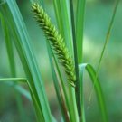 Bareroot Carex Lacustris Lakebank Sedge Freshly Live Plant Indoor Outdoor Garden Gardening