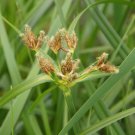 Bareroot Scirpus Fluviatilis River Bulrush Live Plant Sedge Indoor Outdoor Garden Gardening
